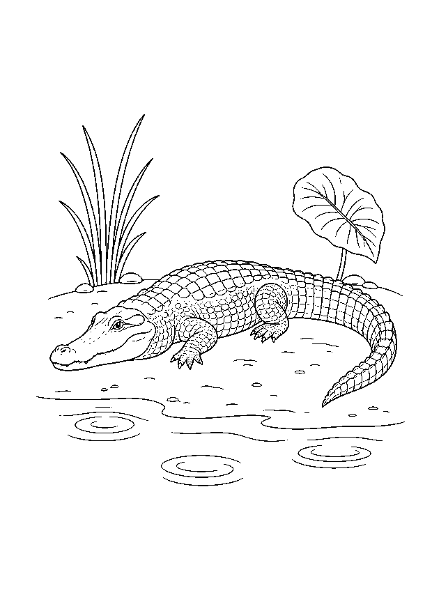 Krokodil am Flussufer — Ein Krokodil ruht zwischen Wasserkringeln und Uferpflanzen an einem Dschungelfluss.
