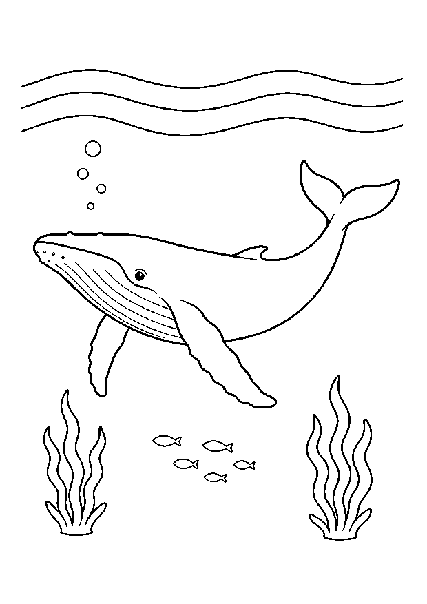 Buckelwal im offenen Meer — Ein großer Buckelwal schwimmt ruhig durch klares, offenes Wasser.